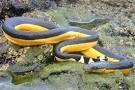 yellow bellied sea snake